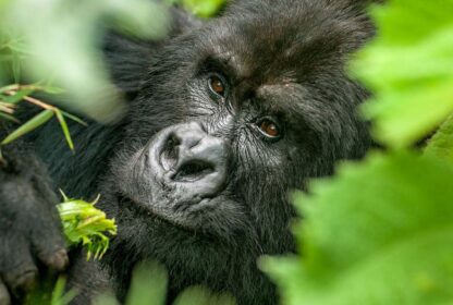 Travel Guide – Gorilla trekking in Bwindi Impenetrable