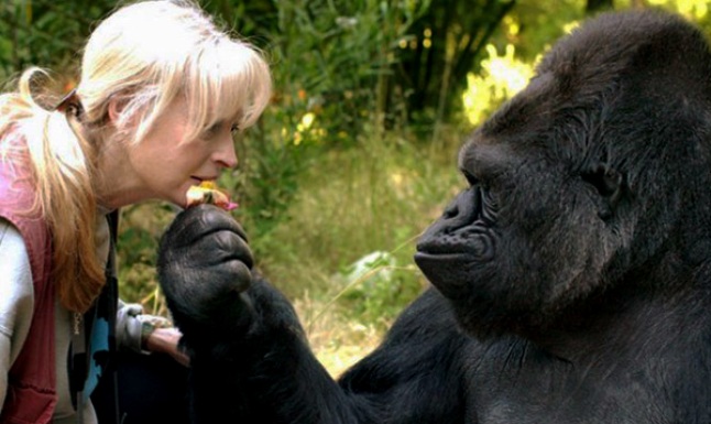 Gorilla trekking trips in Uganda