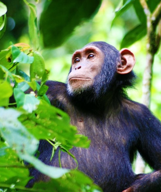 Gorilla trekking trips in Uganda Kibale Forest national park