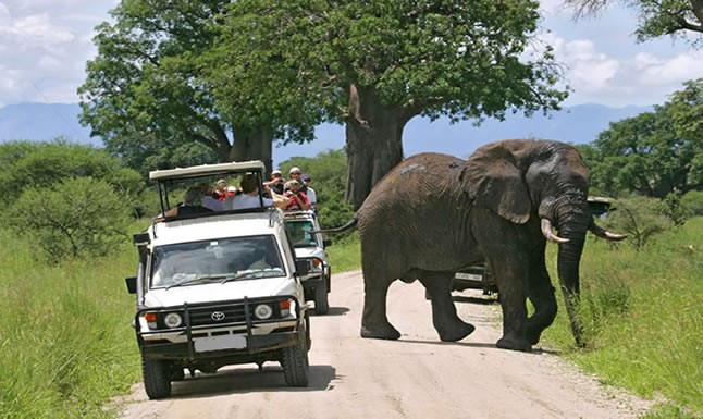 Game drive in Queen Elizabeth national parking